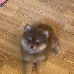 Pomeranian All Grown Up from Michelle's Pomeranians