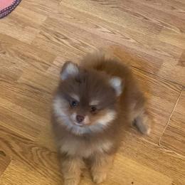 Pomeranian All Grown Up from Michelle's Pomeranians