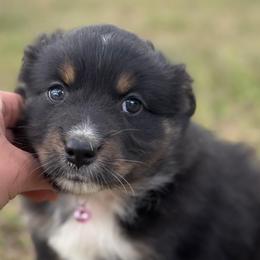 Raya ASDR - Black tri-color female Australian Shepherd puppy in Orlando, Florida from Skaky Shepherds
