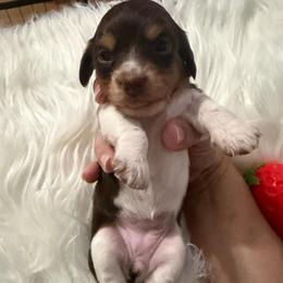 Sprinkle - Piebald female Dachshund puppy in Erie, Michigan from Champagne’s Grinch Toe’d Dachshunds
