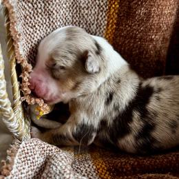 Girl 2 - Red merle female Australian Shepherd puppy in Ramona, California from Blue Moon Aussies