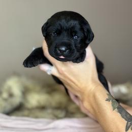 River - Black female Labrador Retriever puppy in Rocky Top, Tennessee from Rocky Top Retrievers