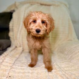 F1B Goldendoodle Biscuit - Red  male Goldendoodle puppy in Redding, California from Casa Delarosa Collective Poodles & Doodles