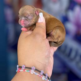 AKC Foxy - Chocolate female Shih Tzu puppy in Roseville, Michigan from Diamond Paws LLC