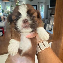 Girl 3 - Liver and white female Shih Tzu puppy in Humboldt, Tennessee from Kristy's Shih Tzus