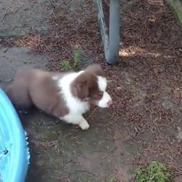 Australian Shepherds from Silver Paw Kennel