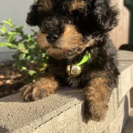 Poodle Puppies from Honey Valley Poodles