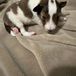 Shetland Sheepdog Puppies from Jennifer Bertke's German Shepherds