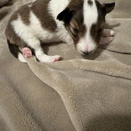 Shetland Sheepdog Puppies from Jennifer Bertke's German Shepherds