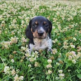 Graham smooth Black and tan pie male - Piebald male Dachshund puppy in Herald, California from Bluegum Dachshunds