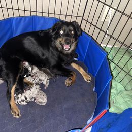 Shelby - Miniature Australian Shepherd