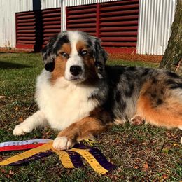 Miniature American Shepherd All Grown Up from Karen Ross's Miniature American Shepherds