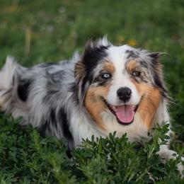 Daisy  - Australian Shepherd