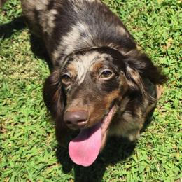 Lucy - Dachshund