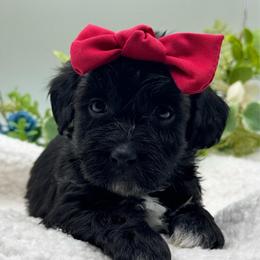 Hazel - Black and silver female Havapoo puppy in Loveland, Colorado from Littledoodles2love