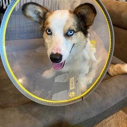 Hoss - Fawn merle male American Corgi puppy in Brandon, Florida from Swell Corgis