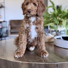 Woody - Red  male Goldendoodle puppy in St George, Utah from Doodle Bears of Southern Utah