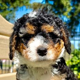 Bernedoodles and Goldendoodles from Dillon Doodles