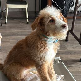 Otto (Black collar) - Apricot male Aussiedoodle puppy in Grand Rapids, Michigan from The Kindred K9