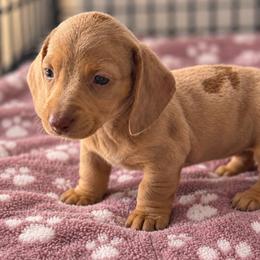 Sylvia - Fawn (isabella) and tan female Dachshund puppy in Harrison, Arkansas from Pyatts Doxies