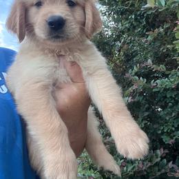 Green collar - Golden male Golden Retriever puppy in Jesup, Georgia from Painted Platinum Retrievers (Painted Platinum Kennel) PPK