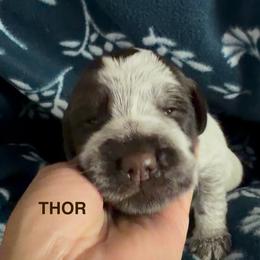 Thor - Brown and gray male Wirehaired Pointing Griffon puppy in Grangeville, Idaho from Happy Hollow Griffons
