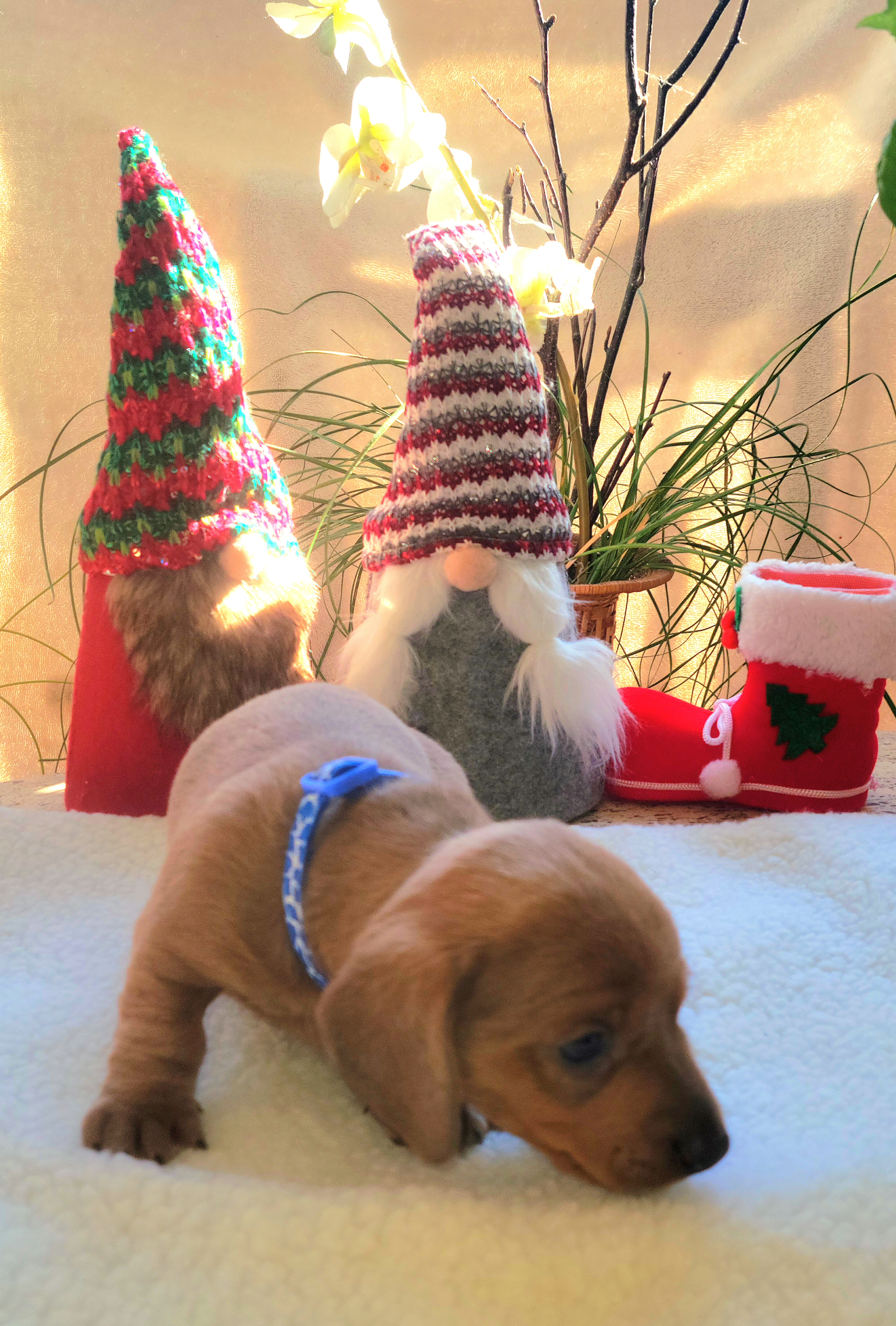 Dachshund Puppies from Evie's Mini Smooth Doxie Ranch