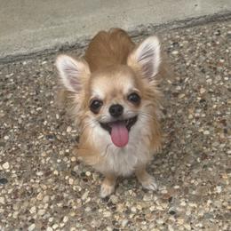 Luca - Chihuahua