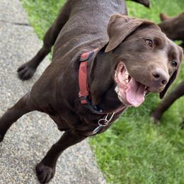 Penny - Labrador Retriever