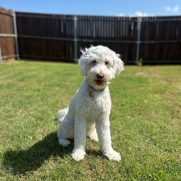 Violet - Goldendoodle