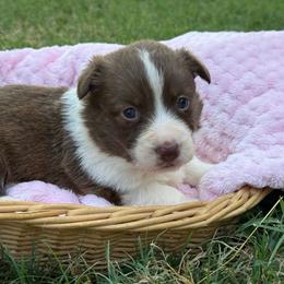 Teal Collar - Liver and white female American Corgi puppy in Nashville, Arkansas from Whisenhunt Farms