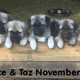 Anatolian Shepherd Dog Puppies from Alaturkay Anatolians since 1987