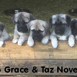 Anatolian Shepherd Dog Puppies from Alaturkay Anatolians since 1987
