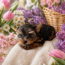 Sugar - Black and tan female Yorkshire Terrier puppy in Parma Heights, Ohio from ANGELHEARTS YORKIES and yorkie darlings