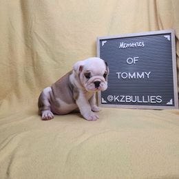 Tommy - Red and white male Bulldog puppy in Hillsdale County, Michigan from KZ Bullies LLC