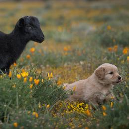 Golden Retriever Puppies from AmazingK9s