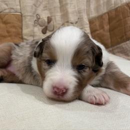 Maple (Challah) - Red merle female Australian Shepherd puppy in Bennett, Colorado from Alolan Angel Aussies