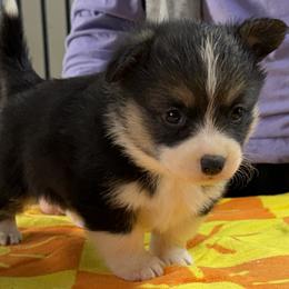 Girl 1 - Black and tan female Pembroke Welsh Corgi puppy in Moulton, Alabama from Reed's Pembroke Corgi Welsh