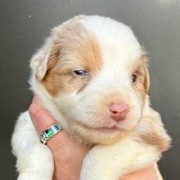 Wild Bill - Red merle male Australian Shepherd puppy in Stanford, Kentucky from Red Feather Aussies