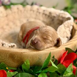 Lobster - Apricot female Goldendoodle puppy in Haltom City, Texas from Ohana Doodles
