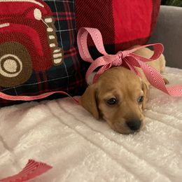 Girl - Red Dachshund puppy in Tustin, California from Teenie Weenie Doxies