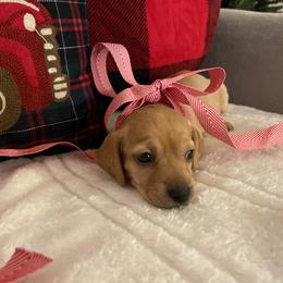 Girl - Red Dachshund puppy in Tustin, California from Teenie Weenie Doxies