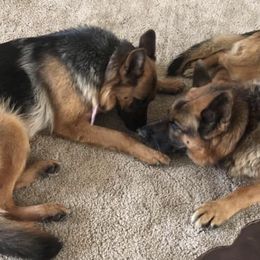 German Shepherd All Grown Up from Haus Der Valkyrie German Shepherds