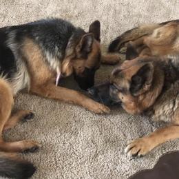 German Shepherd All Grown Up from Haus Der Valkyrie German Shepherds