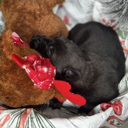 Willow - Black brindle female Dutch Shepherd puppy in Clarksville, Tennessee from Vuurhart Herders