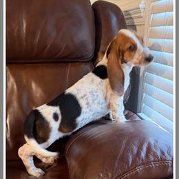 Gray - Black white and brown male Basset Hound puppy in Columbia, South Carolina from Pawmetto Hounds
