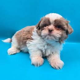 Lavender and White Boy - Lilac male Shih Tzu puppy in Oakville, Washington from Garrard Creek Shih Tzus