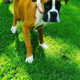 Boxer Puppies from SmashBox Kennel