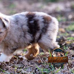 Miniature American Shepherd, Miniature Australian Shepherd, and Toy Australian Shepherd Puppies from Best Little Aussies