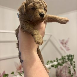 Mochi - Red  female Poodle puppy in Merigold, Mississippi from C & C Doodles and Poodles